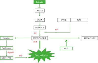 Baicalin Prevents Myocardial Ischemia/Reperfusion Injury Through Inhibiting ACSL4 Mediated Ferroptosis